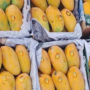 Mango Gift Box - Sindhri